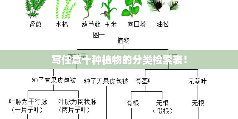 写任意十种植物的分类检索表！