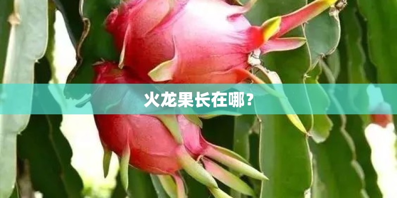 火龙果长在哪？