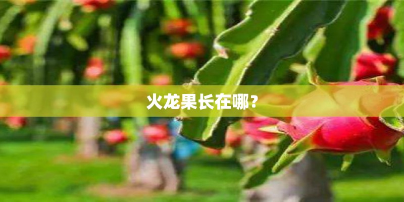 火龙果长在哪？