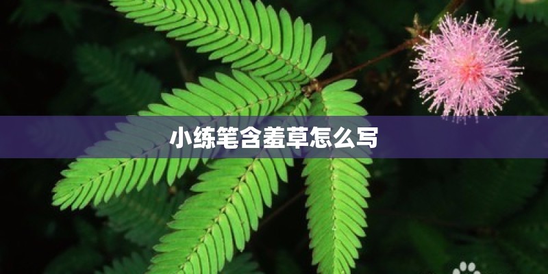 小练笔含羞草怎么写