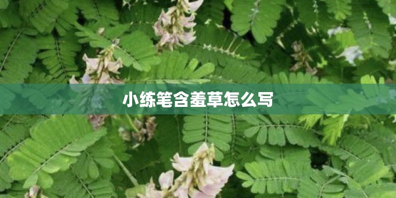 小练笔含羞草怎么写