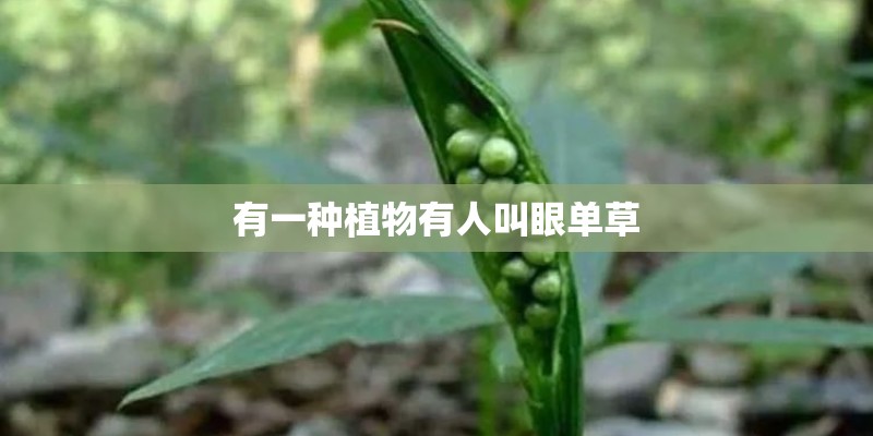 有一种植物有人叫眼单草
