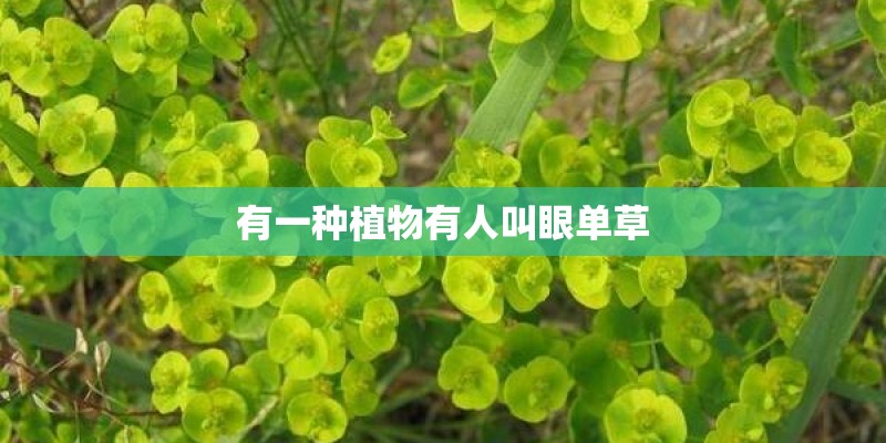 有一种植物有人叫眼单草