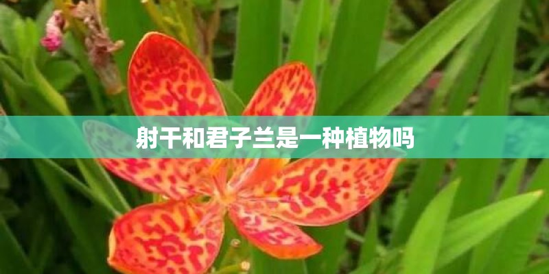 射干和君子兰是一种植物吗
