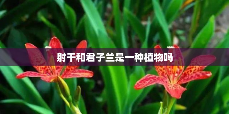 射干和君子兰是一种植物吗