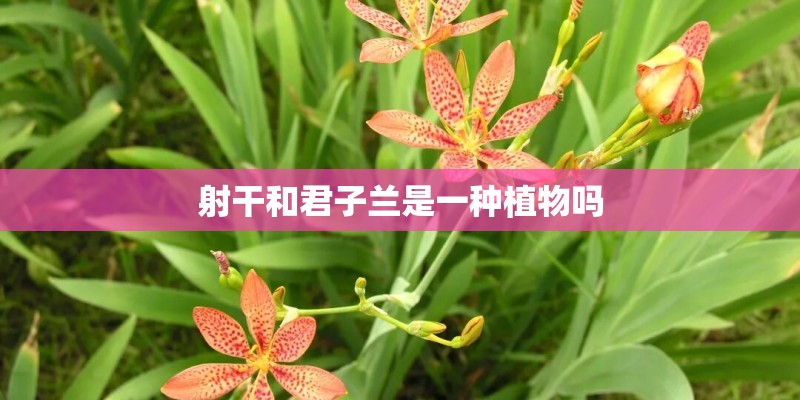 射干和君子兰是一种植物吗