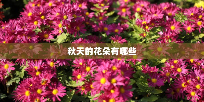 秋天的花朵有哪些