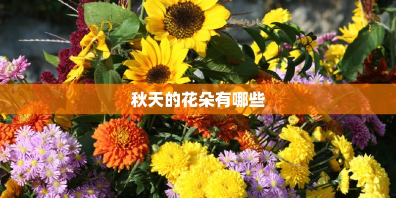秋天的花朵有哪些