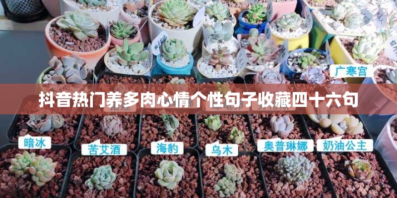 抖音热门养多肉心情个性句子收藏四十六句
