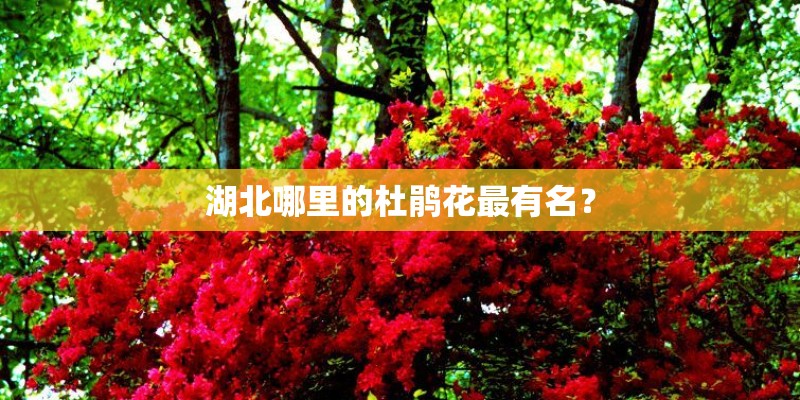 湖北哪里的杜鹃花最有名？