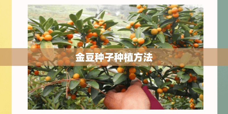 金豆种子种植方法