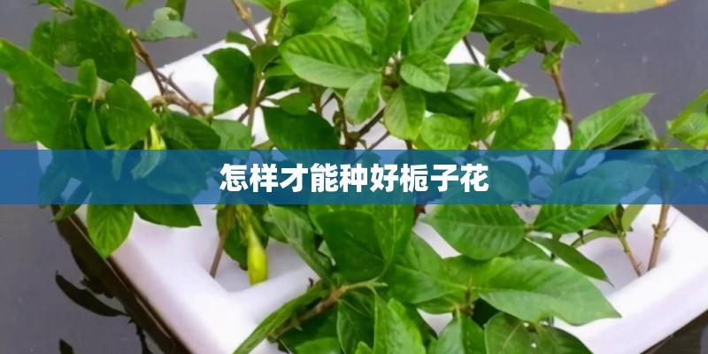 怎样才能种好栀子花