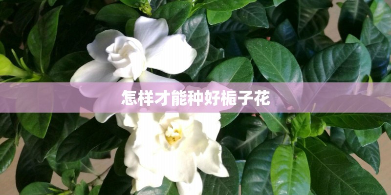 怎样才能种好栀子花