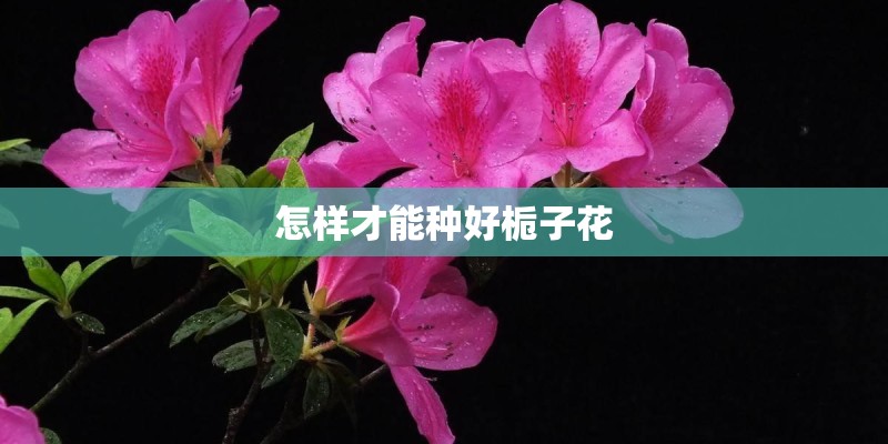 怎样才能种好栀子花
