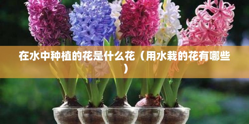 在水中种植的花是什么花（用水栽的花有哪些）