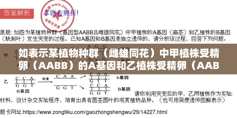 如表示某植物种群（雌雄同花）中甲植株受精卵（AABB）的A基因和乙植株受精卵（AABB）的B基因发生改变的