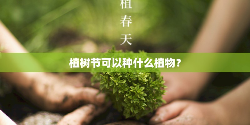 植树节可以种什么植物？