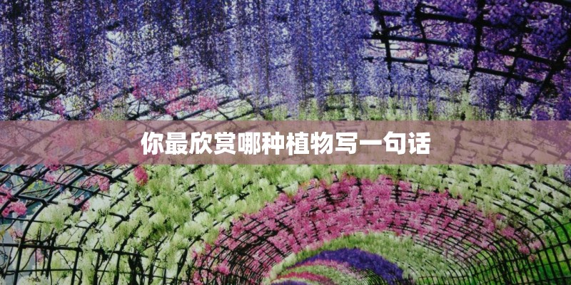 你最欣赏哪种植物写一句话