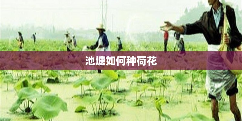 池塘如何种荷花