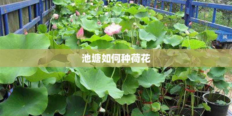 池塘如何种荷花