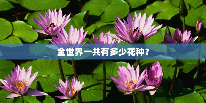 全世界一共有多少花种？