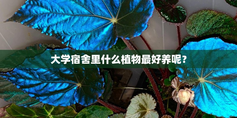 大学宿舍里什么植物最好养呢？