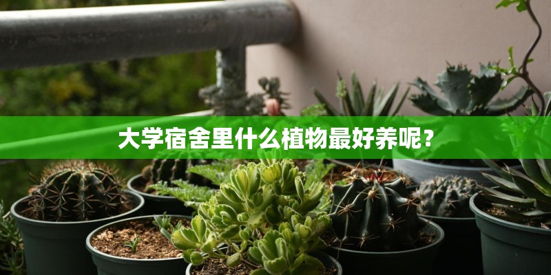 大学宿舍里什么植物最好养呢？