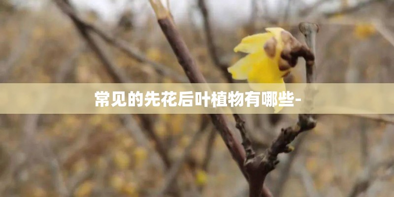 常见的先花后叶植物有哪些-