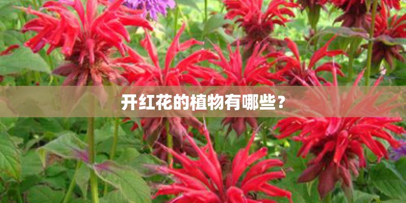 开红花的植物有哪些？