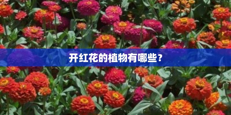 开红花的植物有哪些？