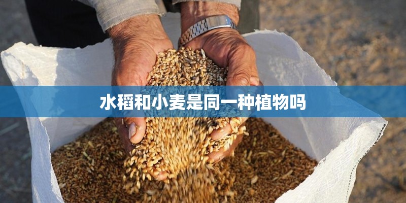 水稻和小麦是同一种植物吗