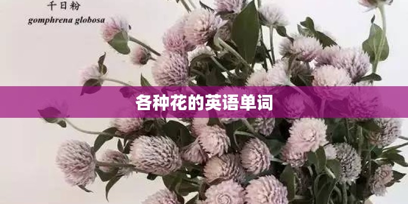 各种花的英语单词