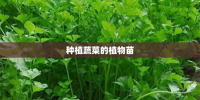 大班关于植树节活动方案