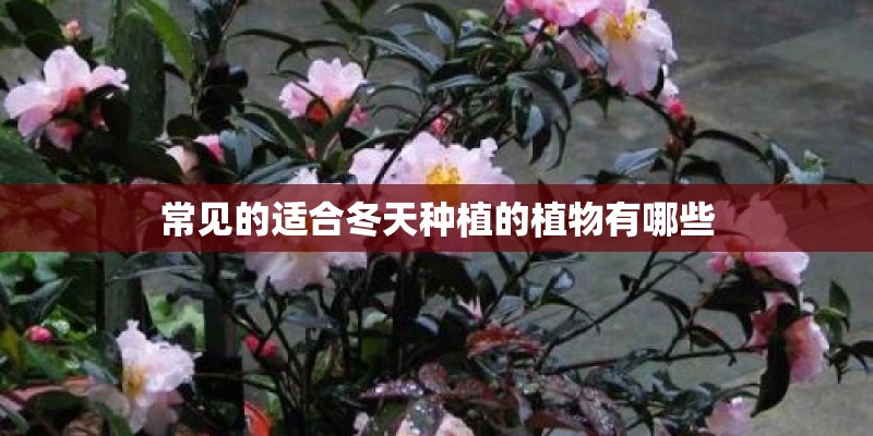 常见的适合冬天种植的植物有哪些