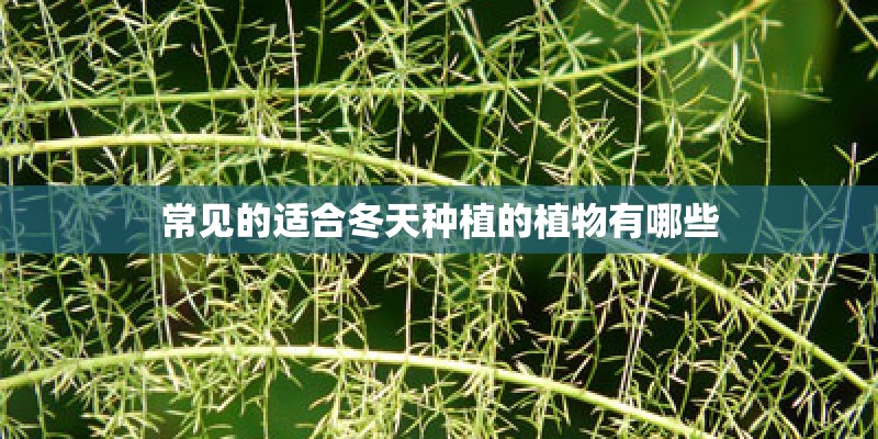 大班科学活动教案《种植》 大班科学活动教案《种植》