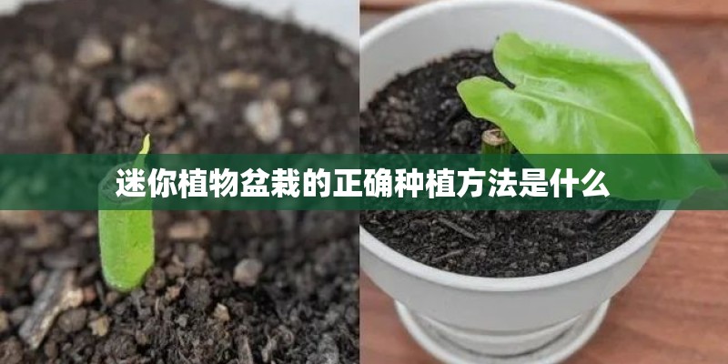 迷你植物盆栽的正确种植方法是什么