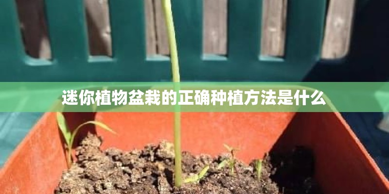 迷你植物盆栽的正确种植方法是什么