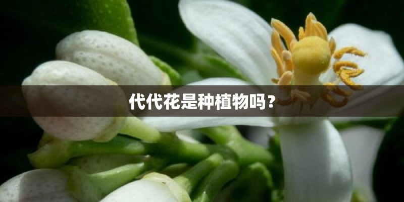 代代花是种植物吗？