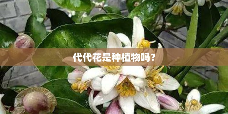代代花是种植物吗？