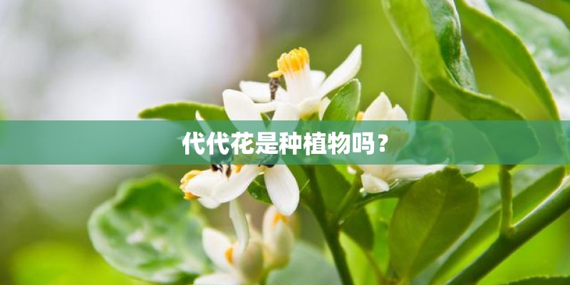 代代花是种植物吗？