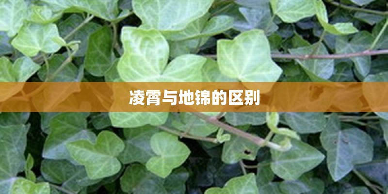 凌霄与地锦的区别