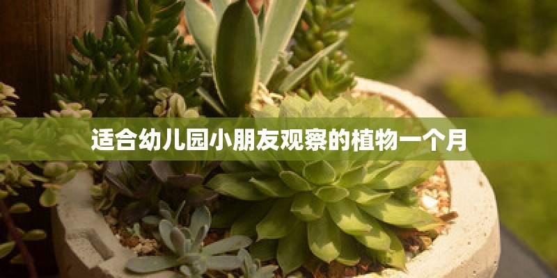 适合幼儿园小朋友观察的植物一个月