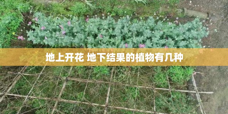 地上开花 地下结果的植物有几种