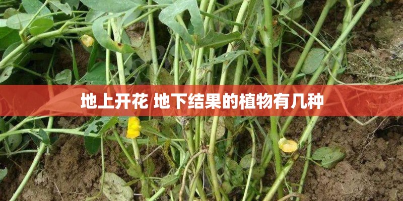 地上开花 地下结果的植物有几种