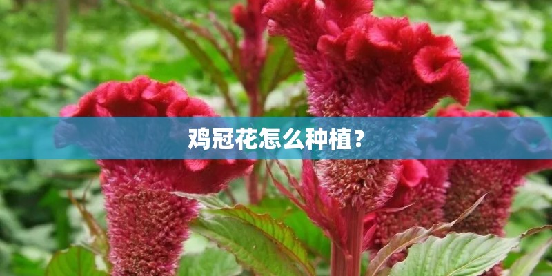 鸡冠花怎么种植？