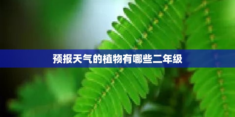 预报天气的植物有哪些二年级