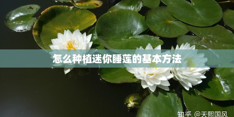 怎么种植迷你睡莲的基本方法