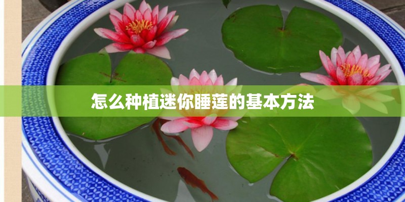 怎么种植迷你睡莲的基本方法