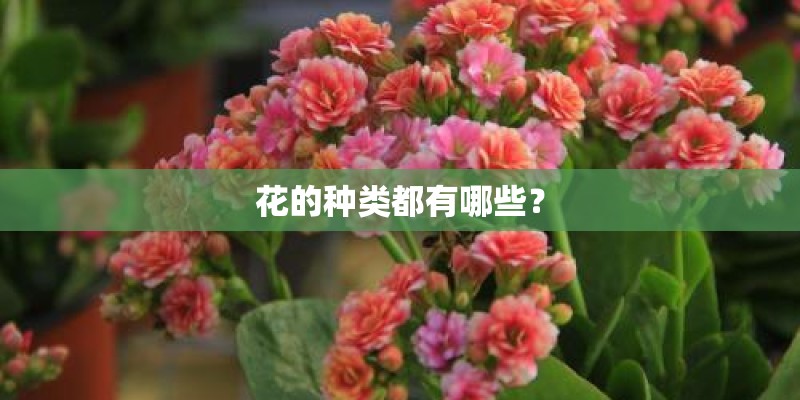 花的种类都有哪些？