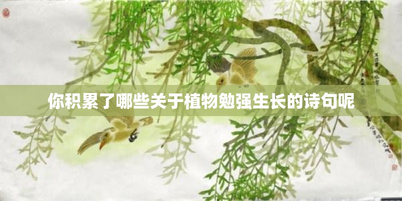 你积累了哪些关于植物勉强生长的诗句呢 你积累了哪些关于植物勉强生长的诗句呢